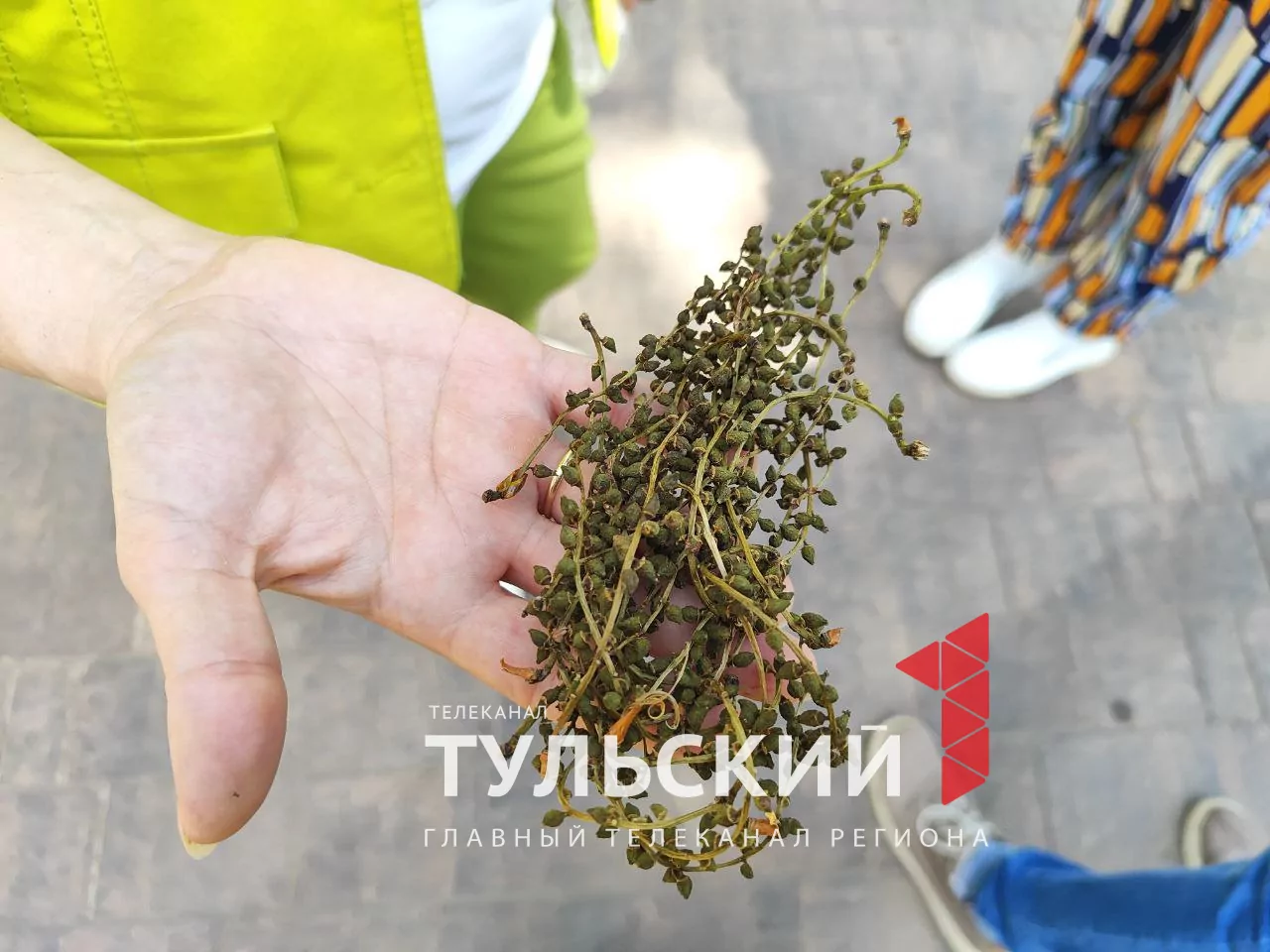 Тулякам рассказали, почему возникает аллергия на тополиный пух