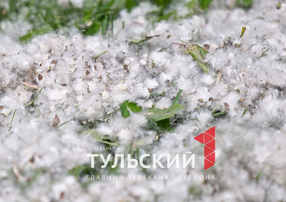 Тулякам рассказали, почему возникает аллергия на тополиный пух