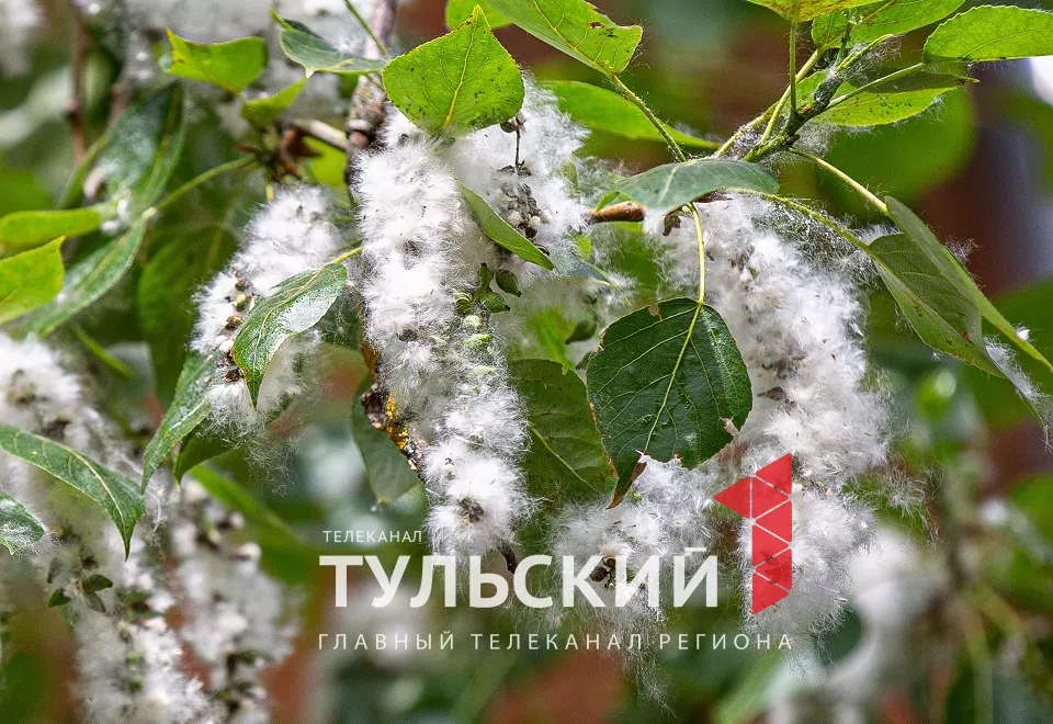Тулякам рассказали, почему возникает аллергия на тополиный пух