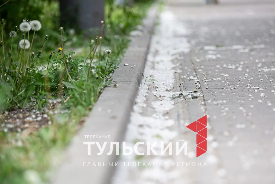 Тулякам рассказали, почему возникает аллергия на тополиный пух