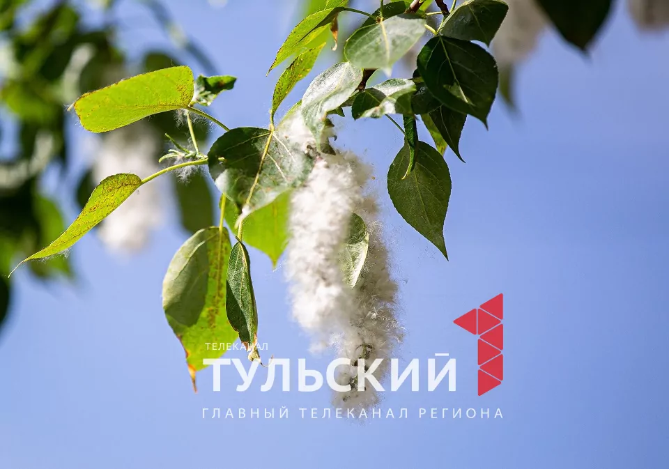 Тулякам рассказали, почему возникает аллергия на тополиный пух