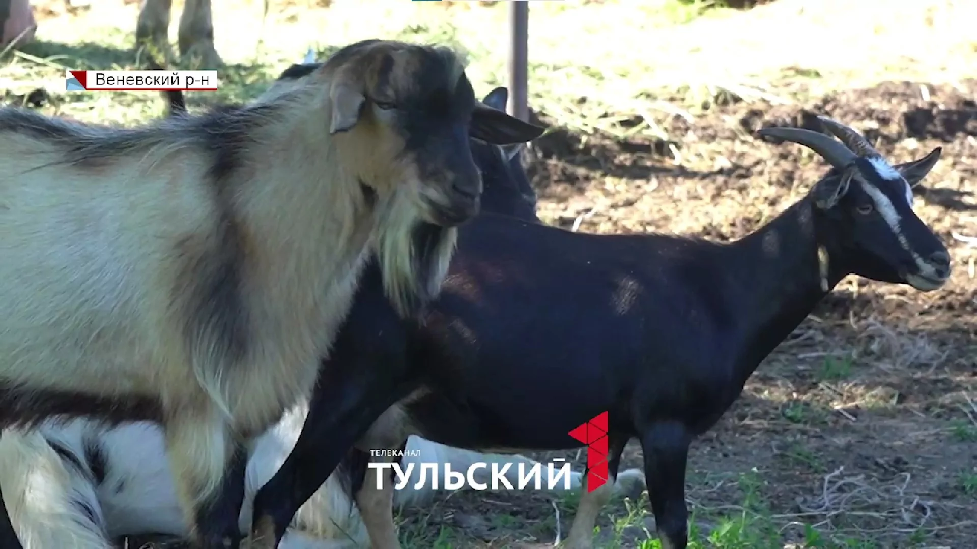 Тулячка спасла десятки обреченных на смерть животных