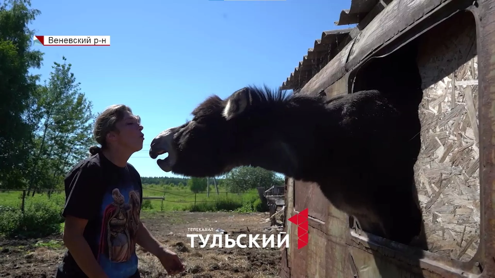 Тулячка спасла десятки обреченных на смерть животных