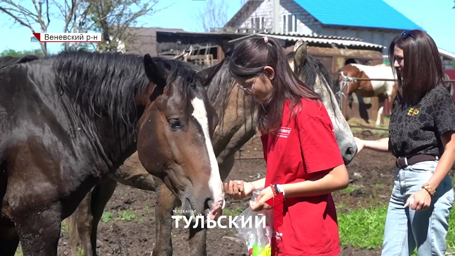 Тулячка спасла десятки обреченных на смерть животных
