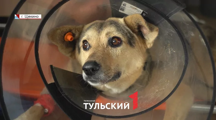 Тулячка не прошла мимо сбитой машиной собаки и спасла ей жизнь