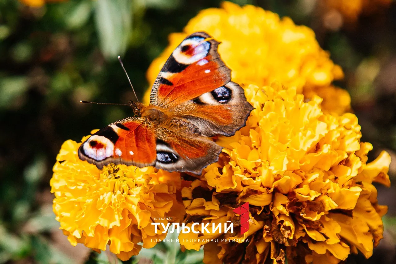Как туляки провели последний теплый день года: фоторепортаж