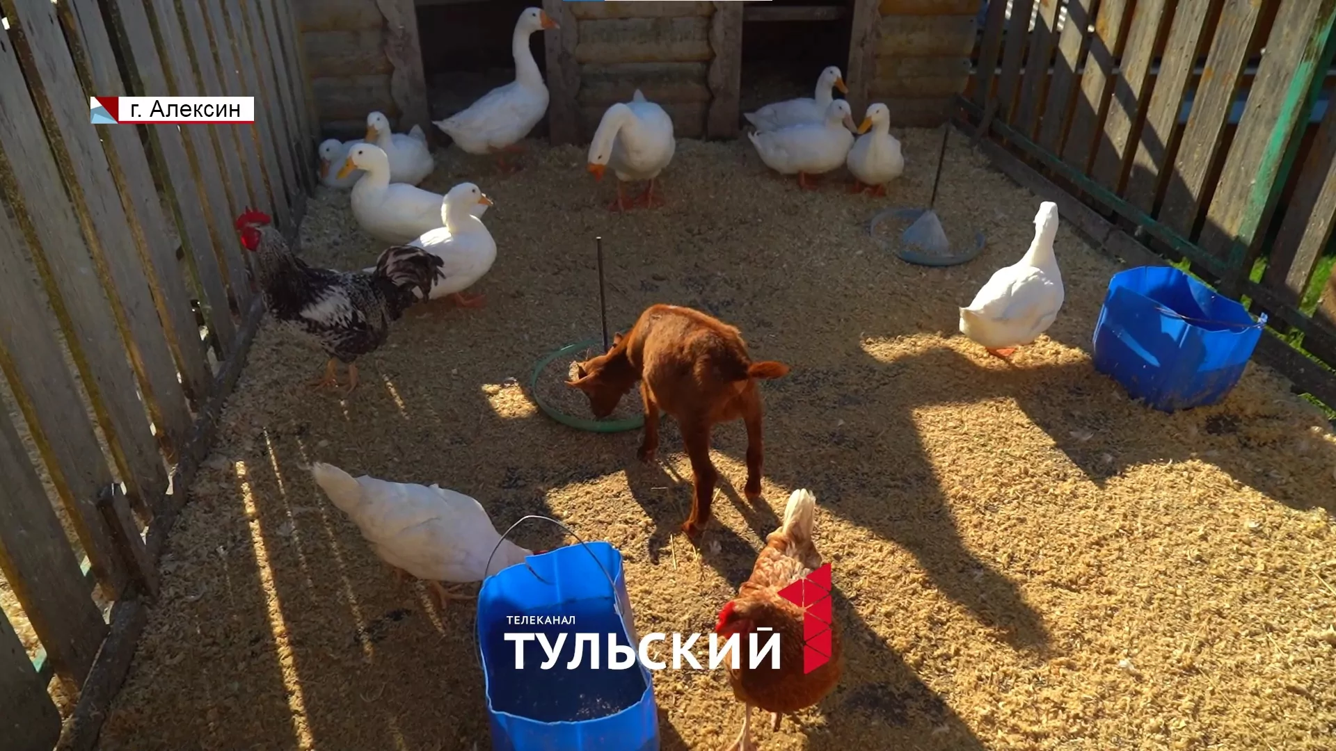 Козел из Тулы стал участником всероссийского конкурса красоты