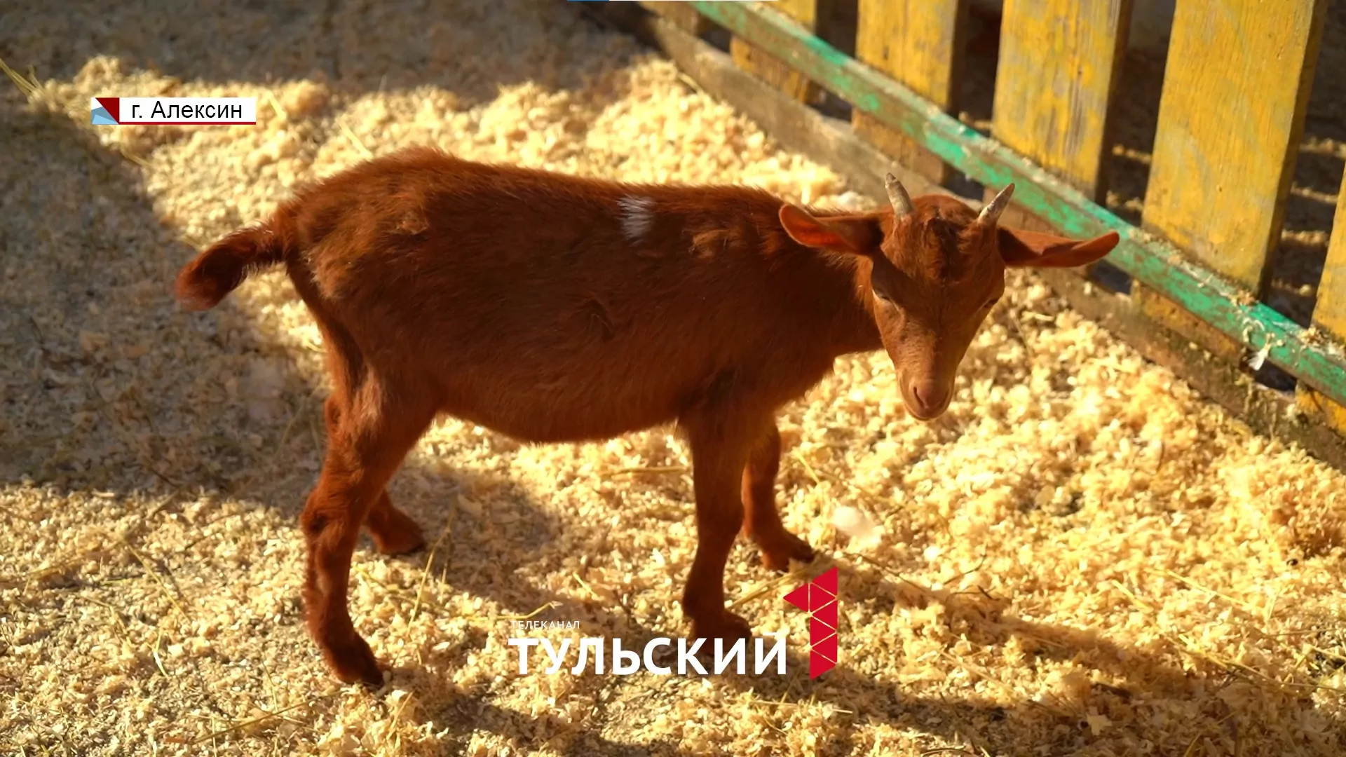 Козел из Тулы стал участником всероссийского конкурса красоты