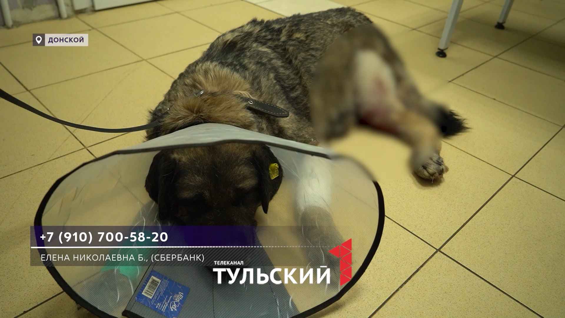 В Донском хозяин спустил бойцовского пса на дворняжку Хорошку