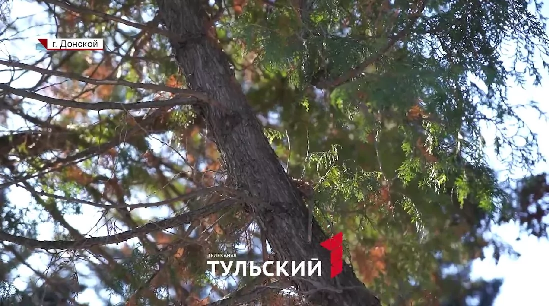 Туи на мемориале пошли под спил ради кустарника: прокуратура вмешалась в дело