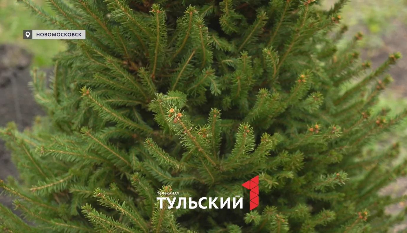 В парке Памяти и Славы Новомосковска в честь 80-летия Победы высадили ели