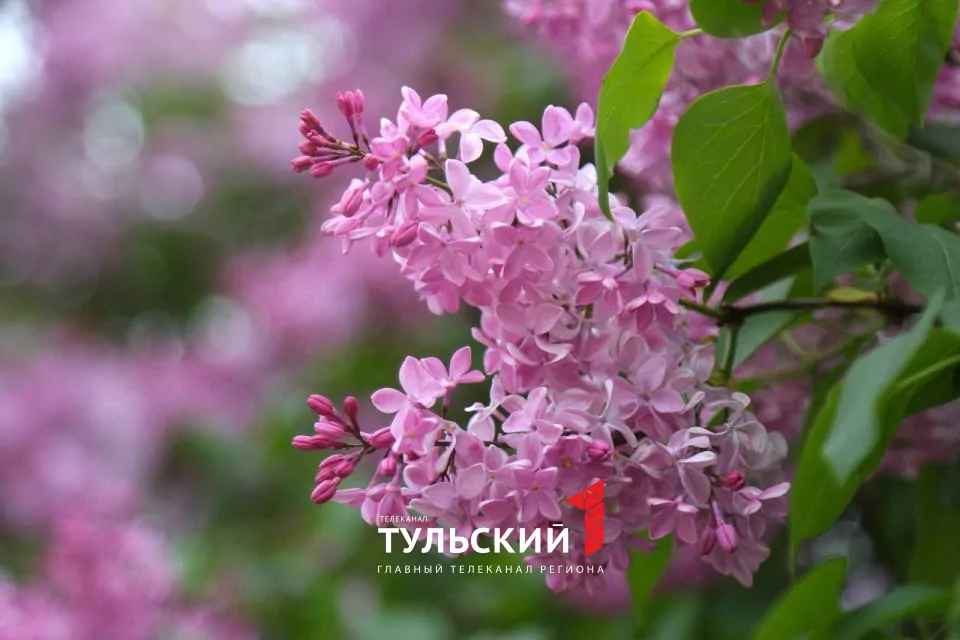 Вечером в Туле похолодает до +3 градусов