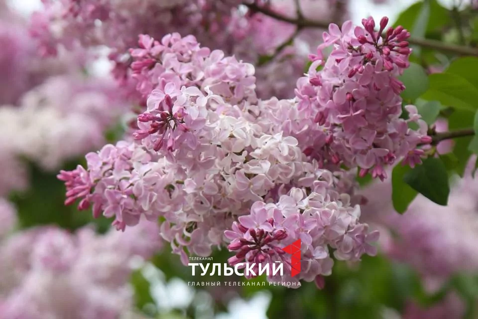 Вечером в Туле похолодает до +3 градусов