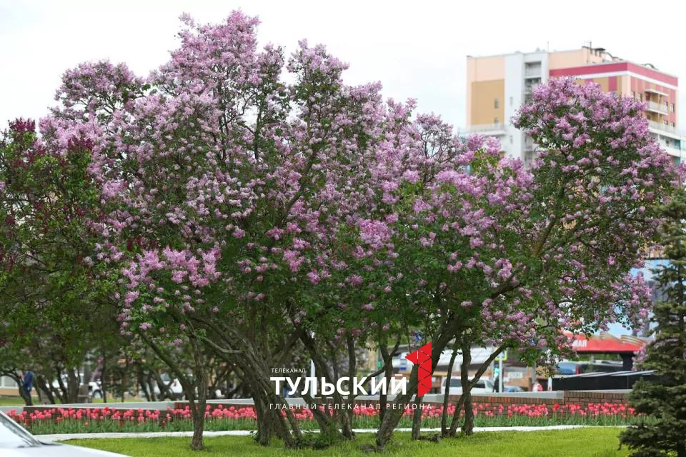 Вечером в Туле похолодает до +3 градусов