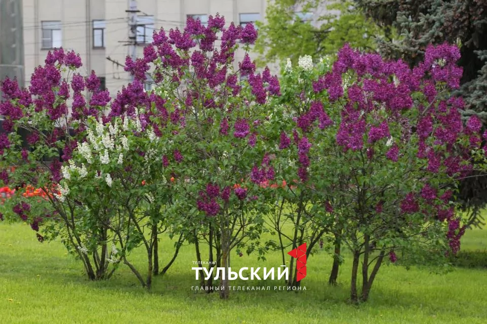 Вечером в Туле похолодает до +3 градусов