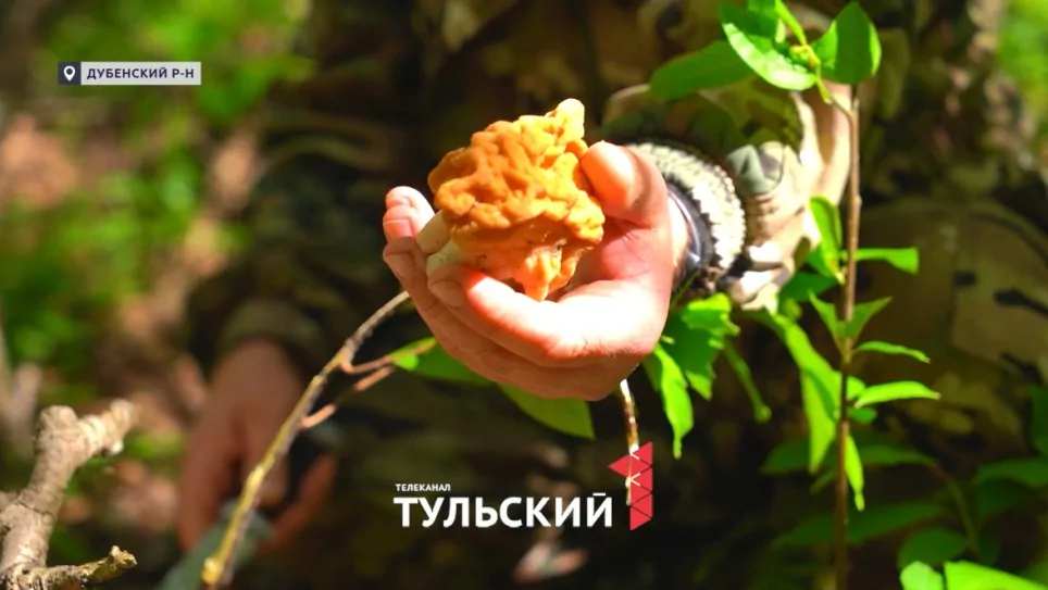 В Тульской области сезон сбора грибов начался раньше срока из-за аномальной погоды