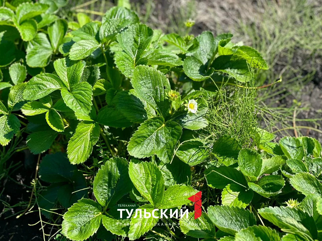 Как выбрать и вырастить вкусную клубнику: советы тульских агрономов