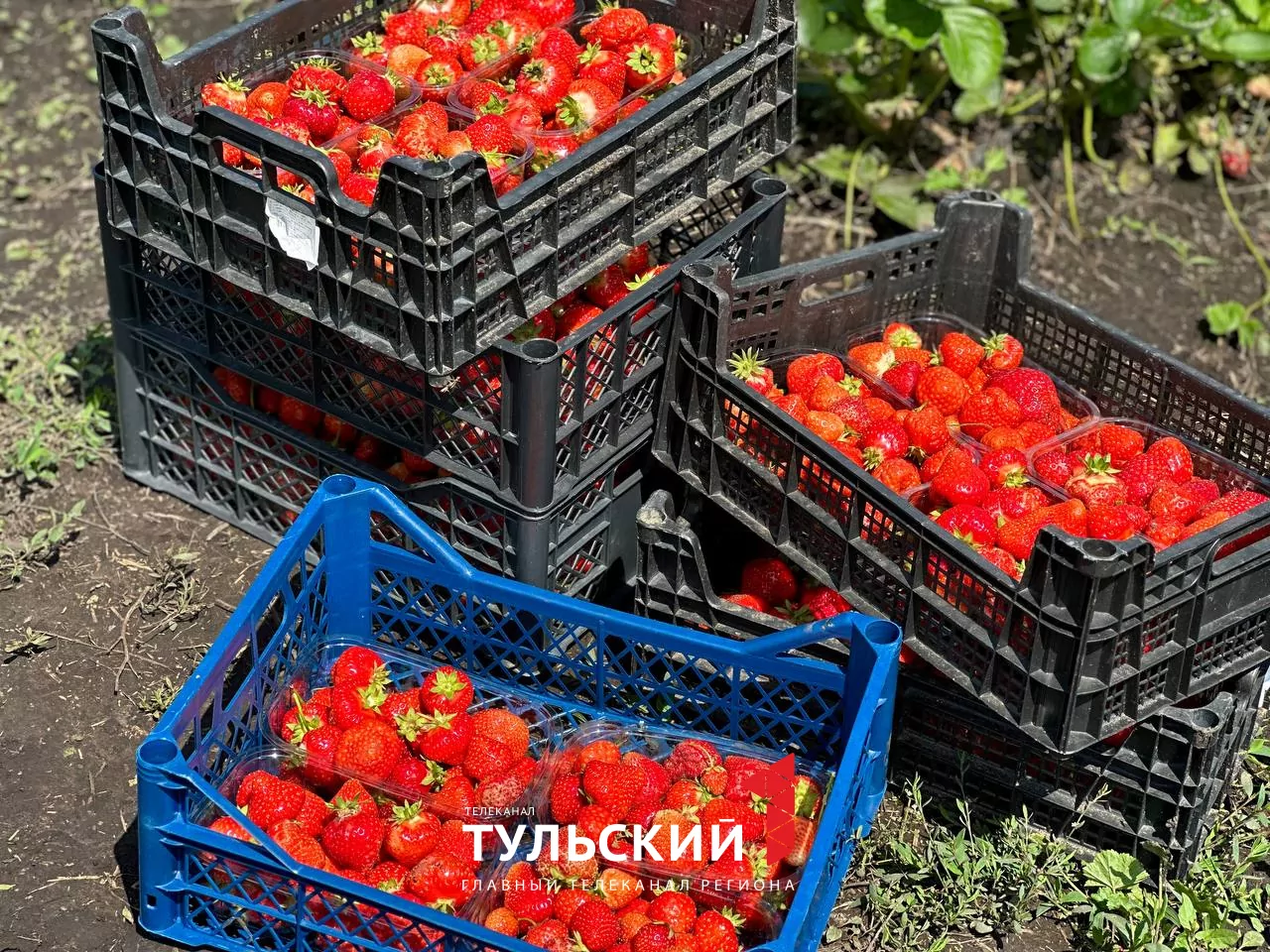 Как выбрать и вырастить вкусную клубнику: советы тульских агрономов