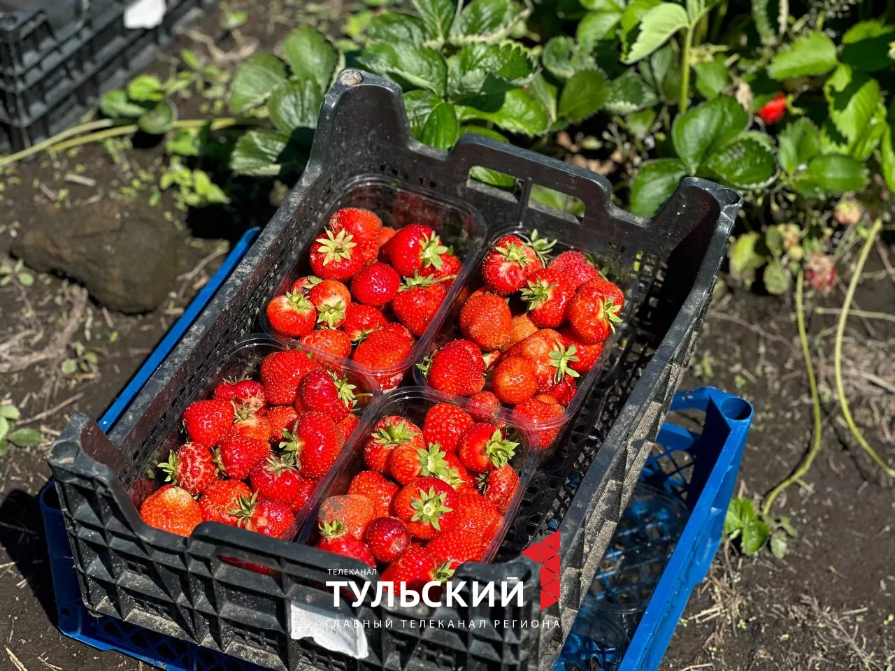 Как выбрать и вырастить вкусную клубнику: советы тульских агрономов