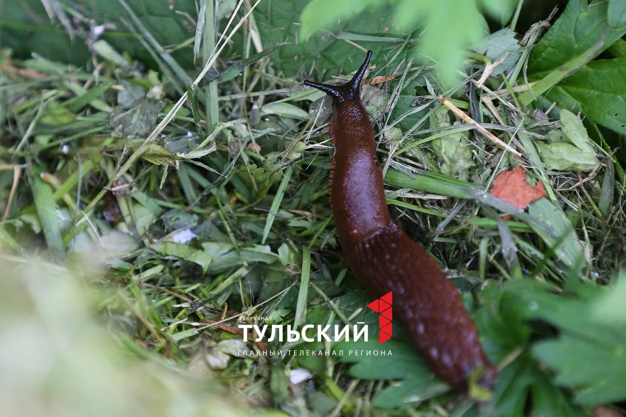 Тульских дачников атакуют гигантские слизни