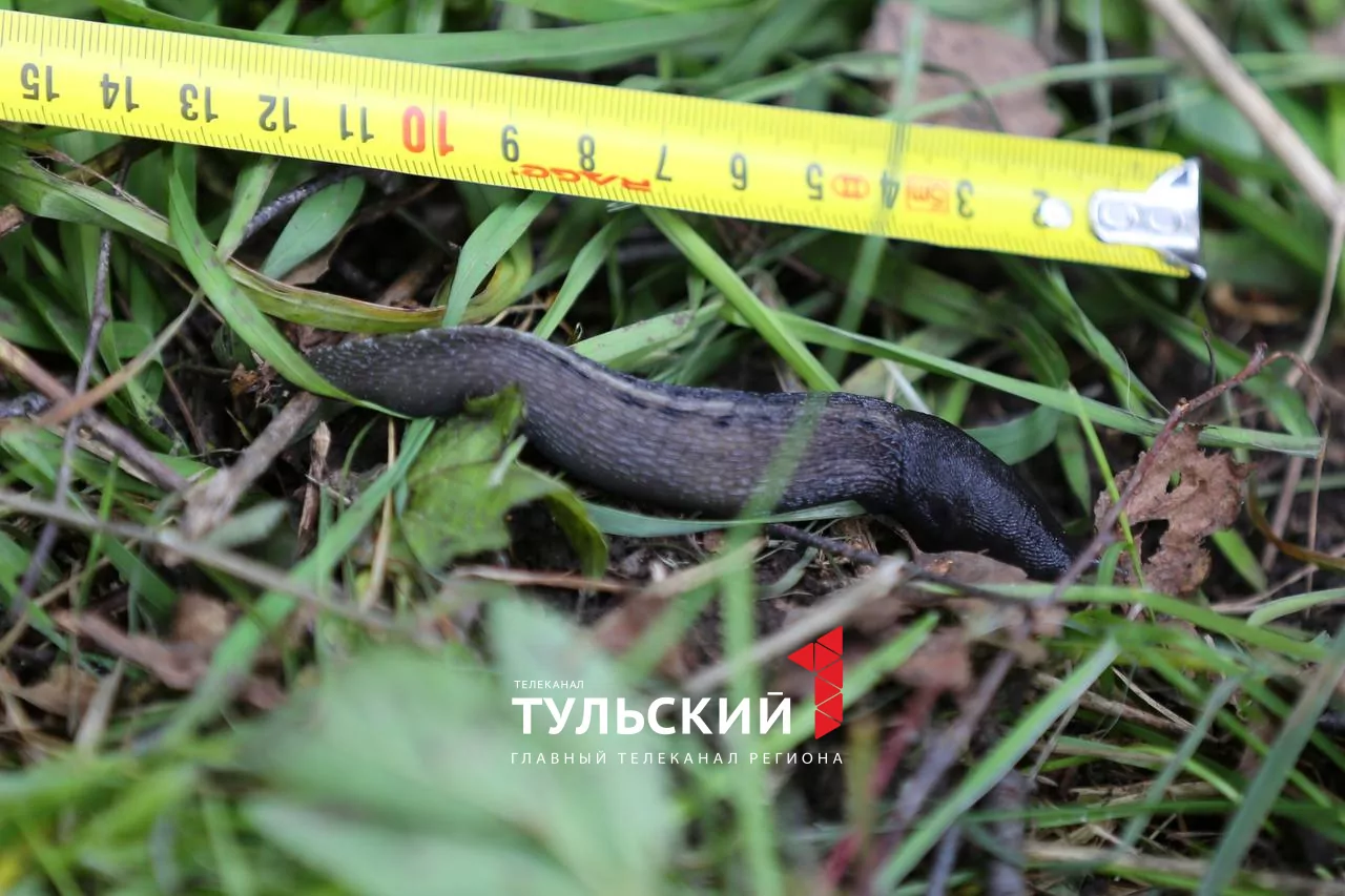 Тульских дачников атакуют гигантские слизни