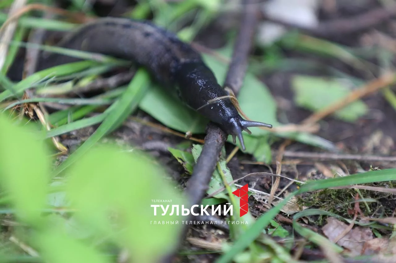 Тульских дачников атакуют гигантские слизни