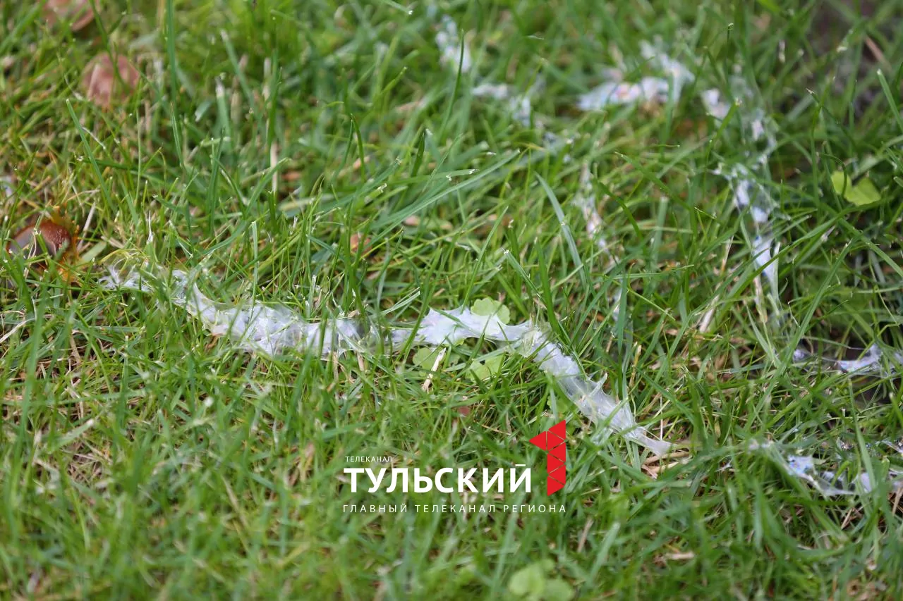Тульских дачников атакуют гигантские слизни