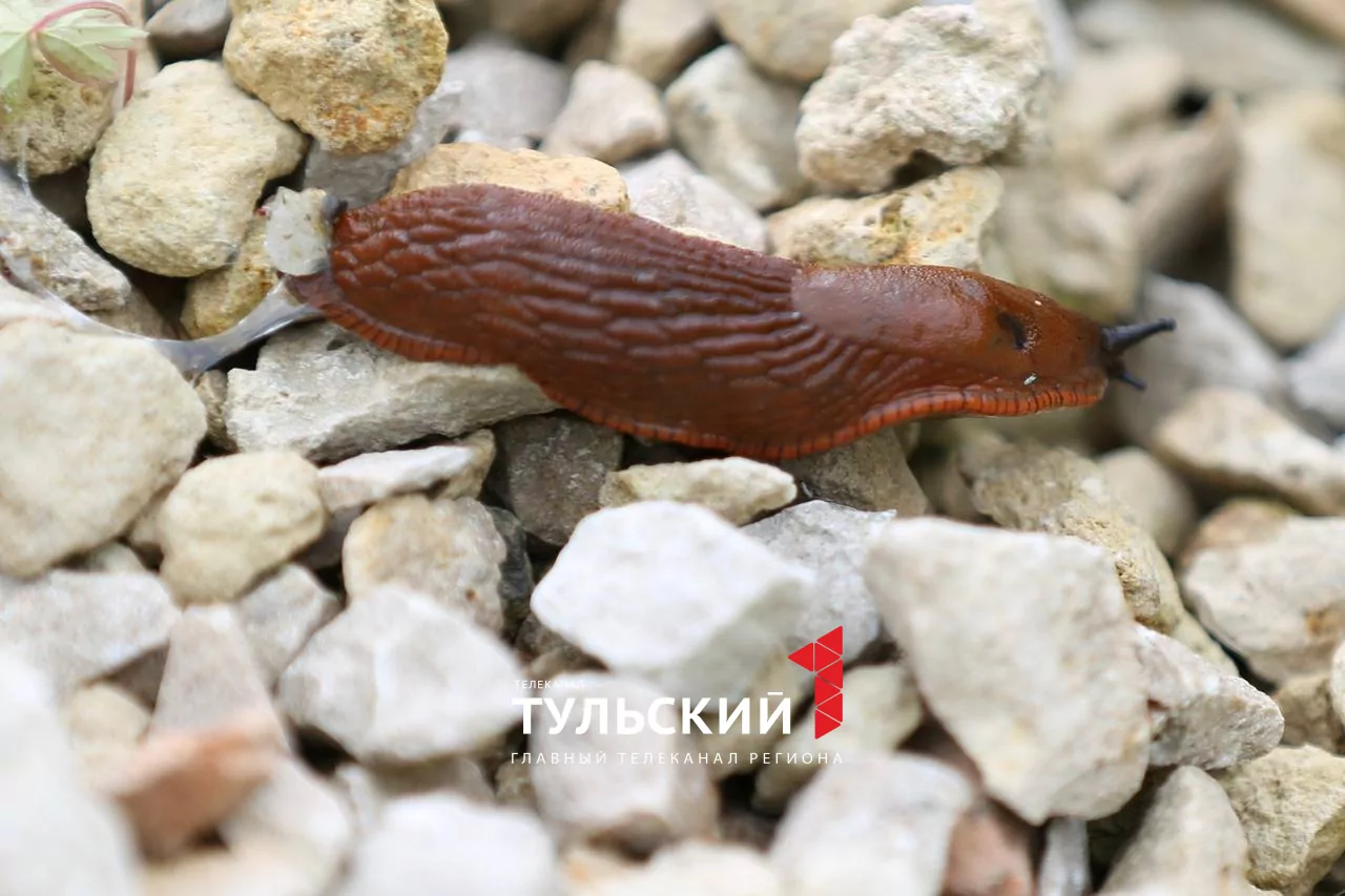 Тульских дачников атакуют гигантские слизни