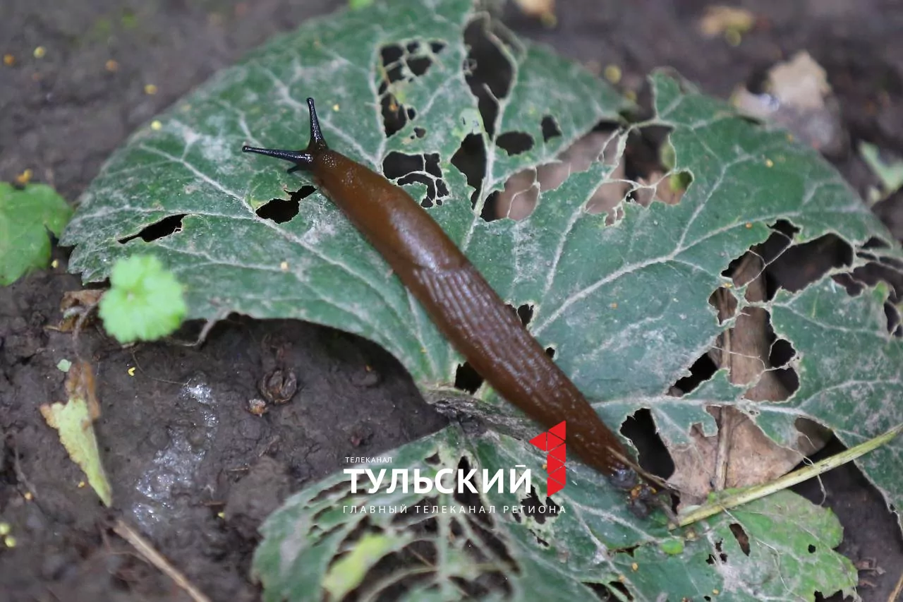 Тульских дачников атакуют гигантские слизни