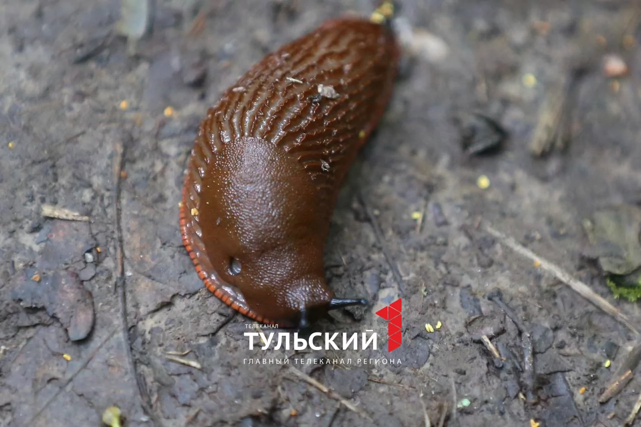Тульских дачников атакуют гигантские слизни