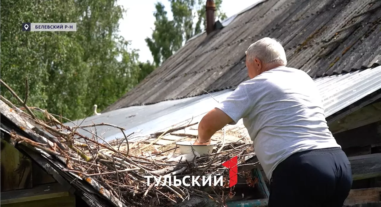 Под Белевом пенсионеры спасли птенцов аиста из разрушенного гнезда