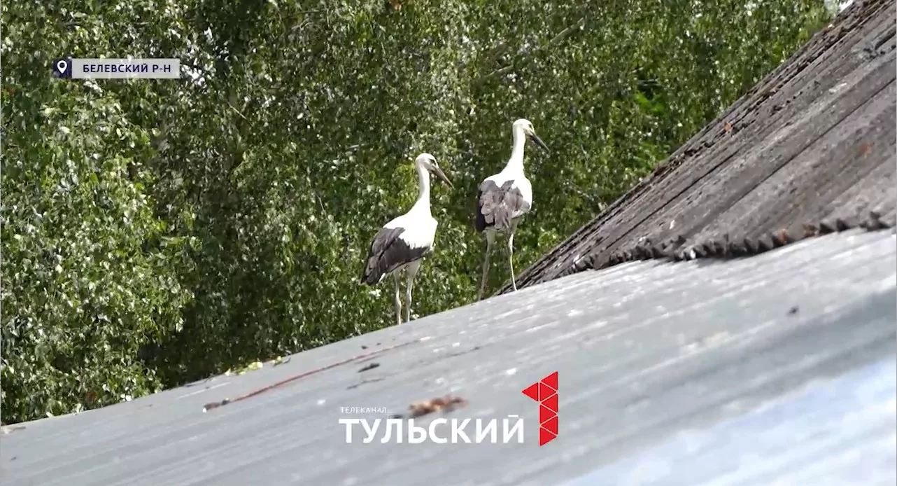 Под Белевом пенсионеры спасли птенцов аиста из разрушенного гнезда