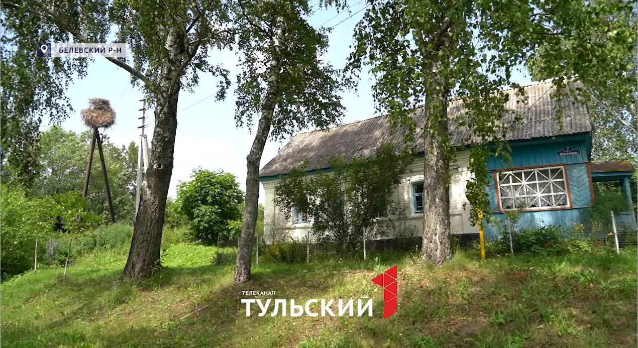 Под Белевом пенсионеры спасли птенцов аиста из разрушенного гнезда