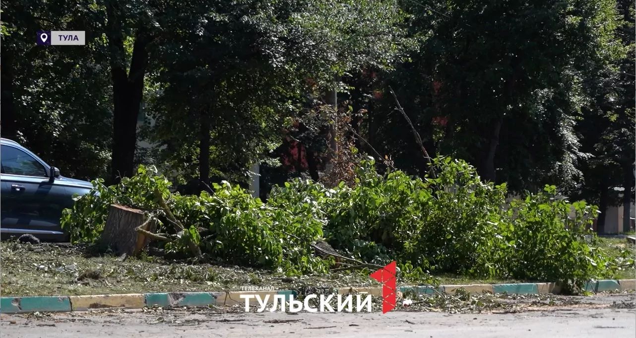 Как тулякам по закону убрать старые деревья во дворе