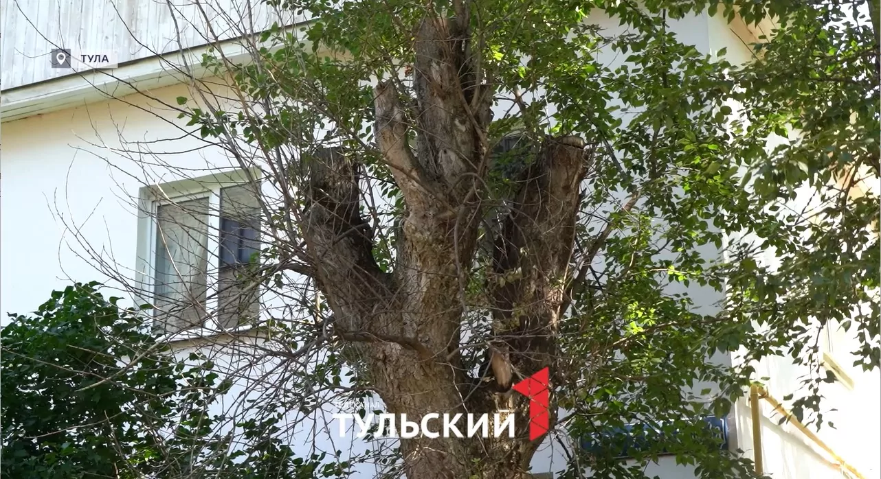 Как тулякам по закону убрать старые деревья во дворе