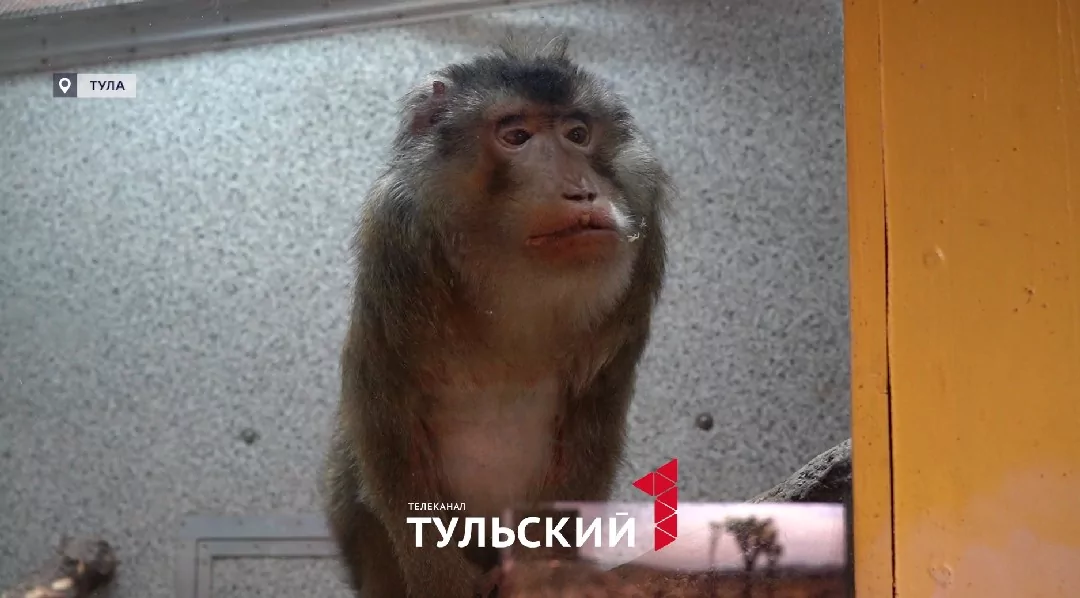 От змей в шкафу до Министра: как создавалась уникальная коллекция тульского экзотариума