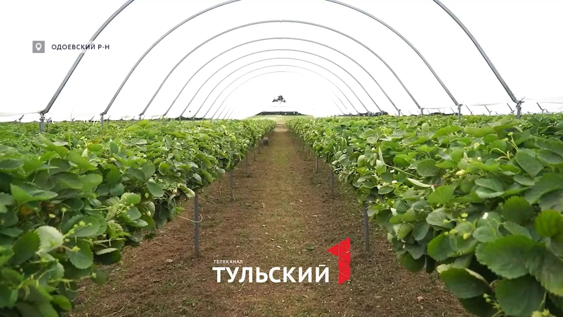 Как ягодники в Туле «обманывают» погоду ради богатого урожая