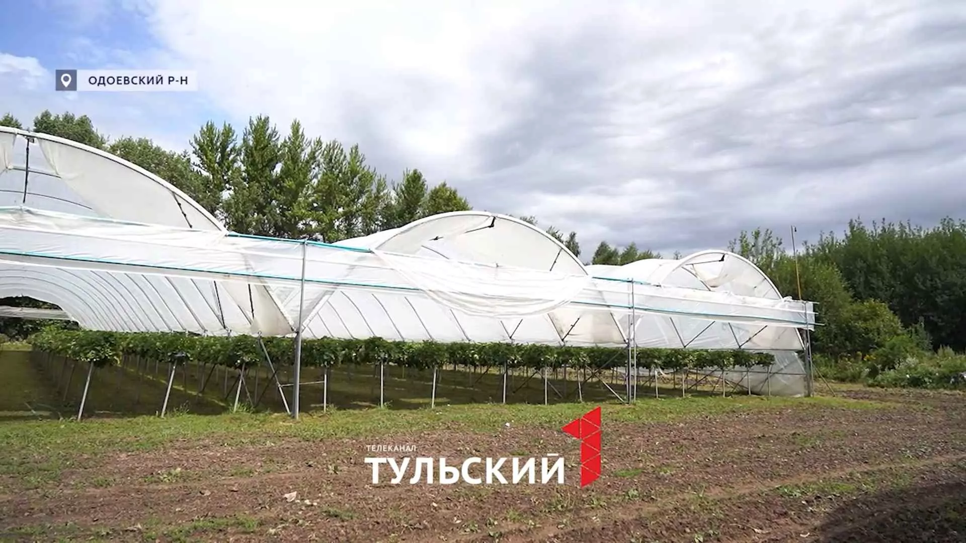 Как ягодники в Туле «обманывают» погоду ради богатого урожая