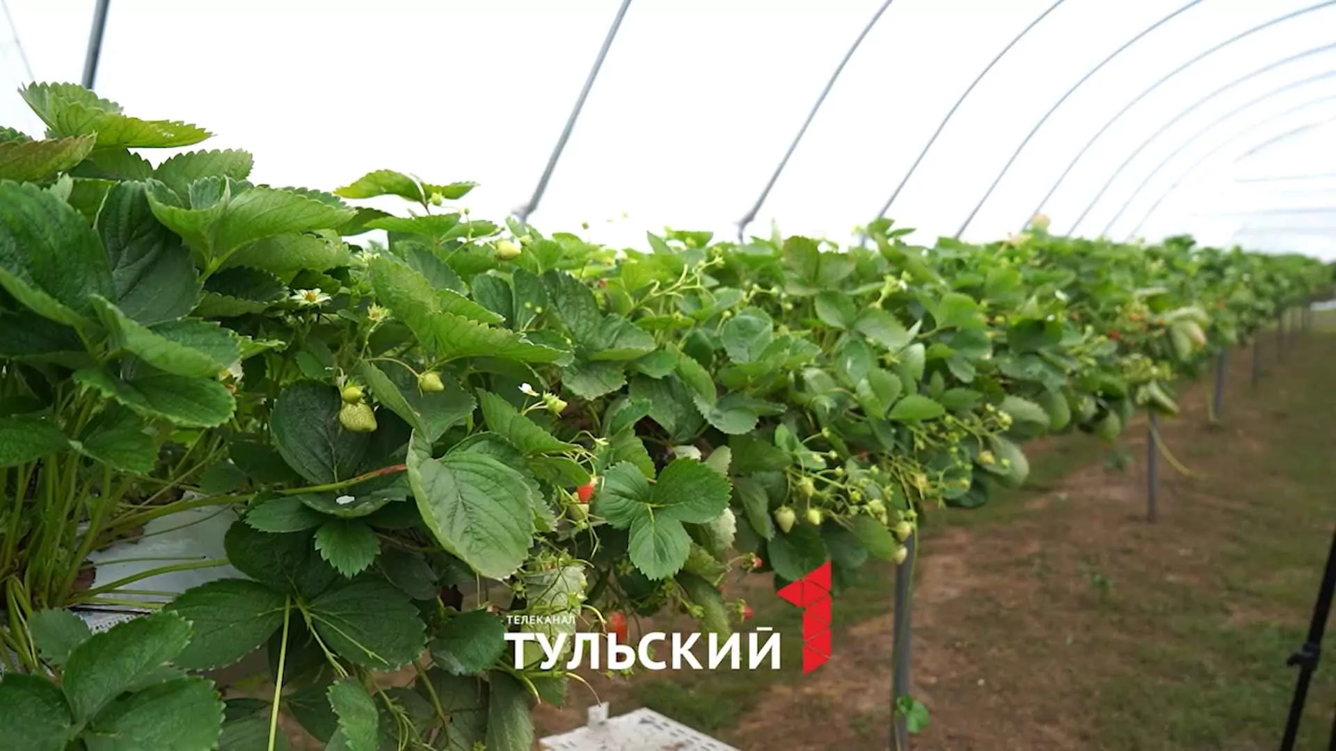 Как ягодники в Туле «обманывают» погоду ради богатого урожая