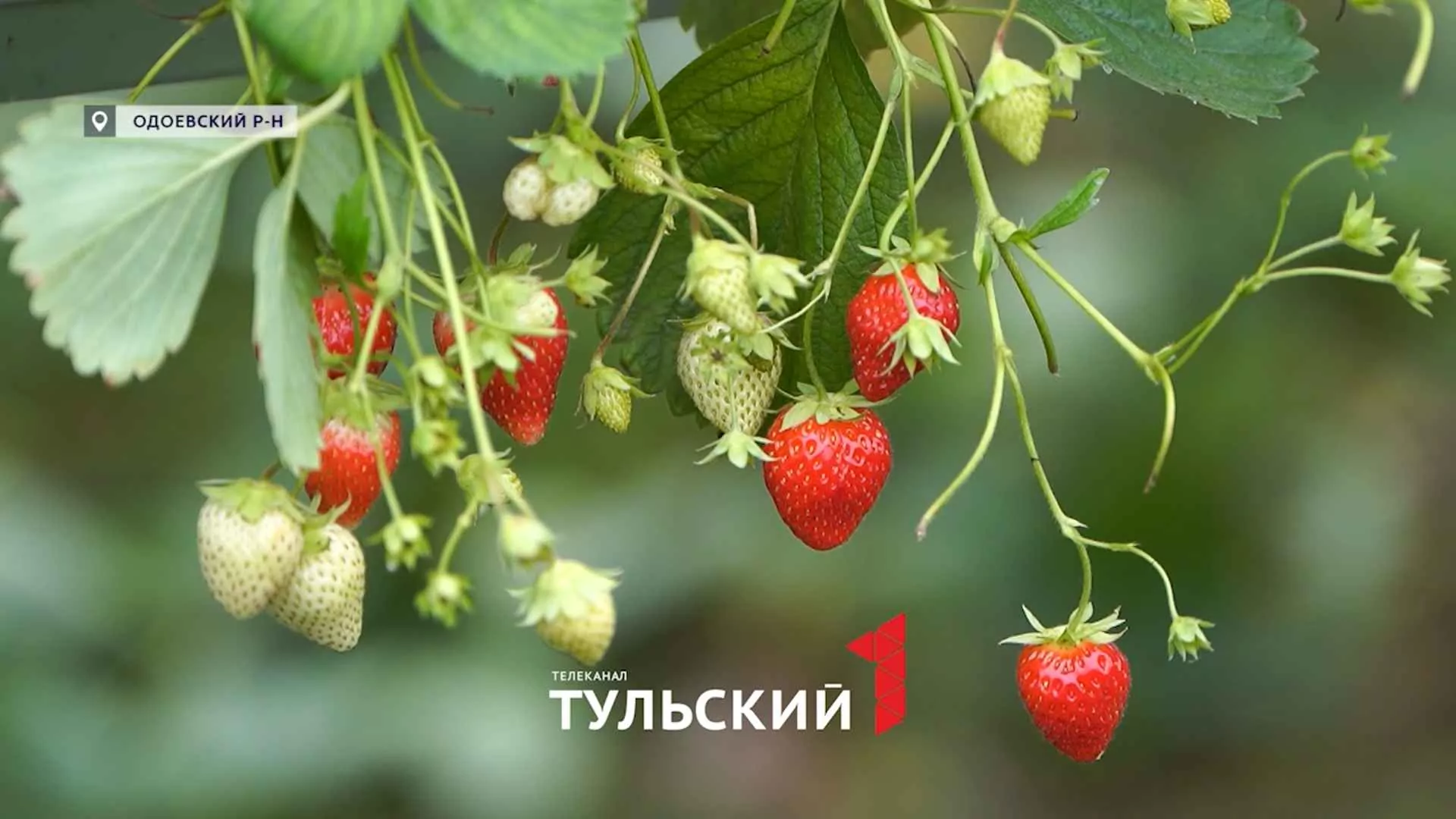 Как ягодники в Туле «обманывают» погоду ради богатого урожая