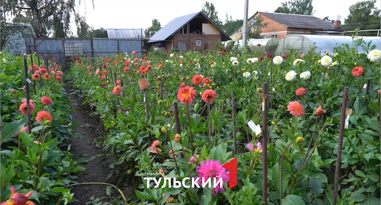 Селекционер из Тулы вывел 300 сортов георгинов
