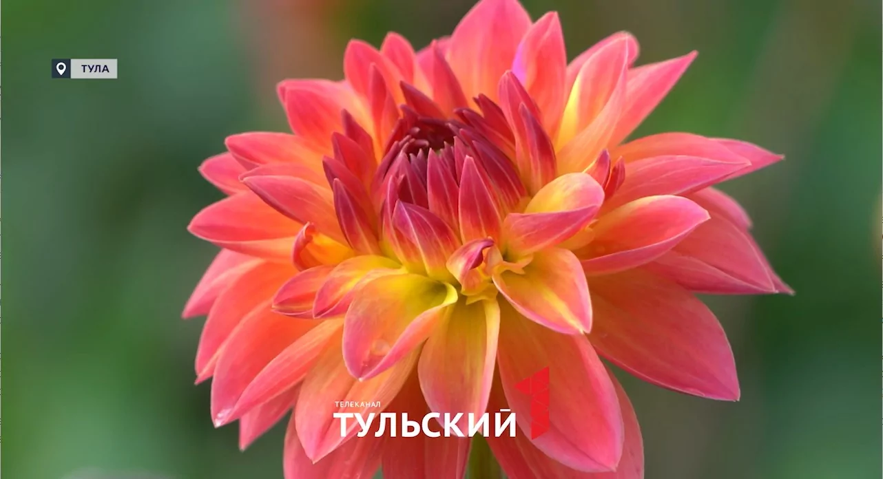 Селекционер из Тулы вывел 300 сортов георгинов