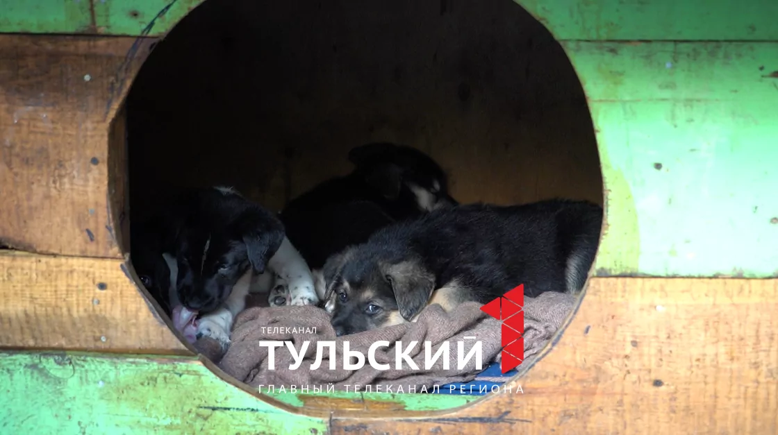 В Туле ищут дом шести брошенным щенкам