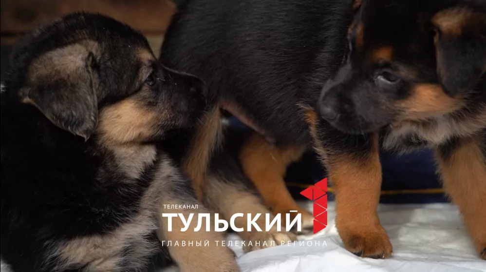 В Туле ищут дом шести брошенным щенкам