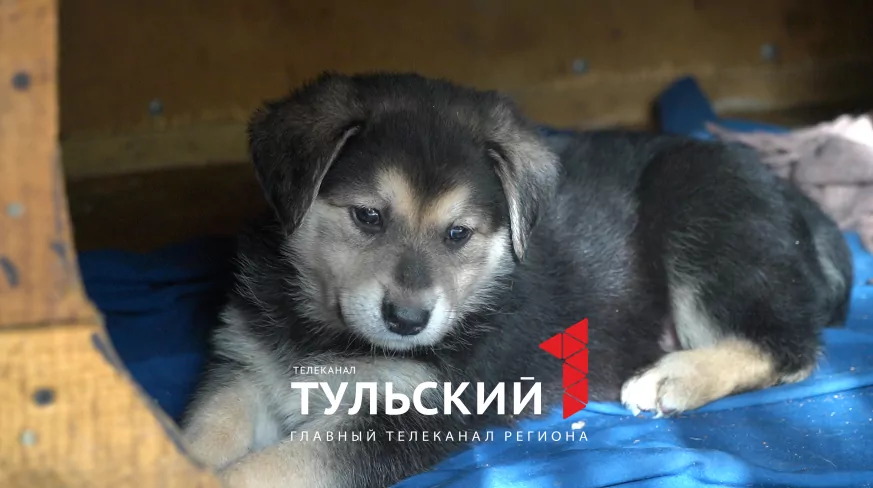 В Туле ищут дом шести брошенным щенкам