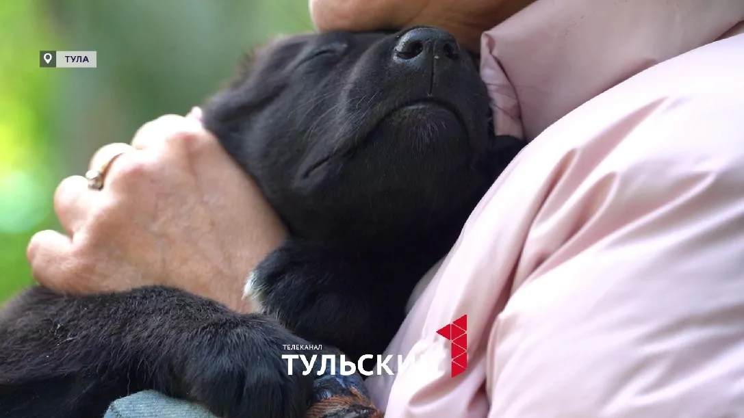 Волонтеры из Тулы спасли шесть брошенных щенков от голода