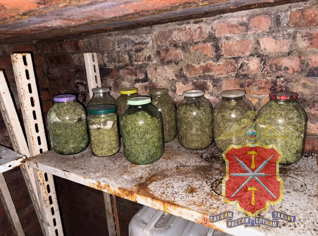 Жители Новомосковска организовали на заброшенном участке плантацию конопли