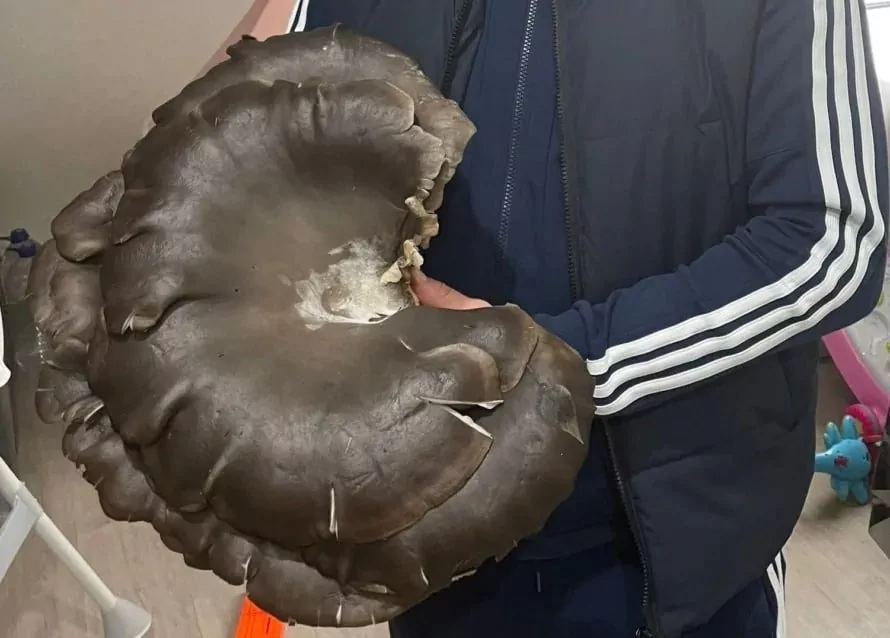 В лесу под Алексином нашли вешенку весом три килограмма