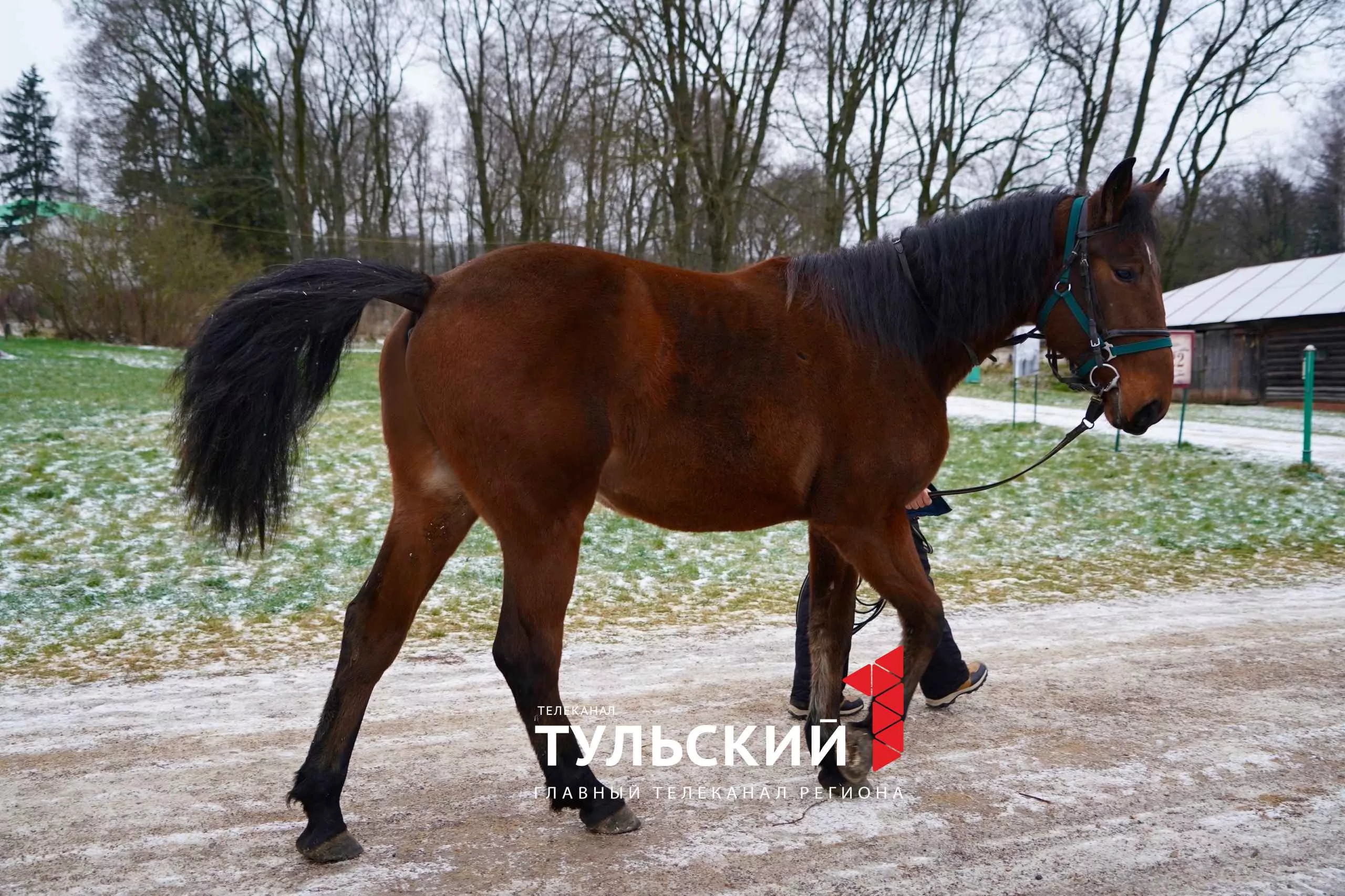 Сотрудники музея-усадьбы «Ясная Поляна» рассказали, как сейчас живёт Кентавр