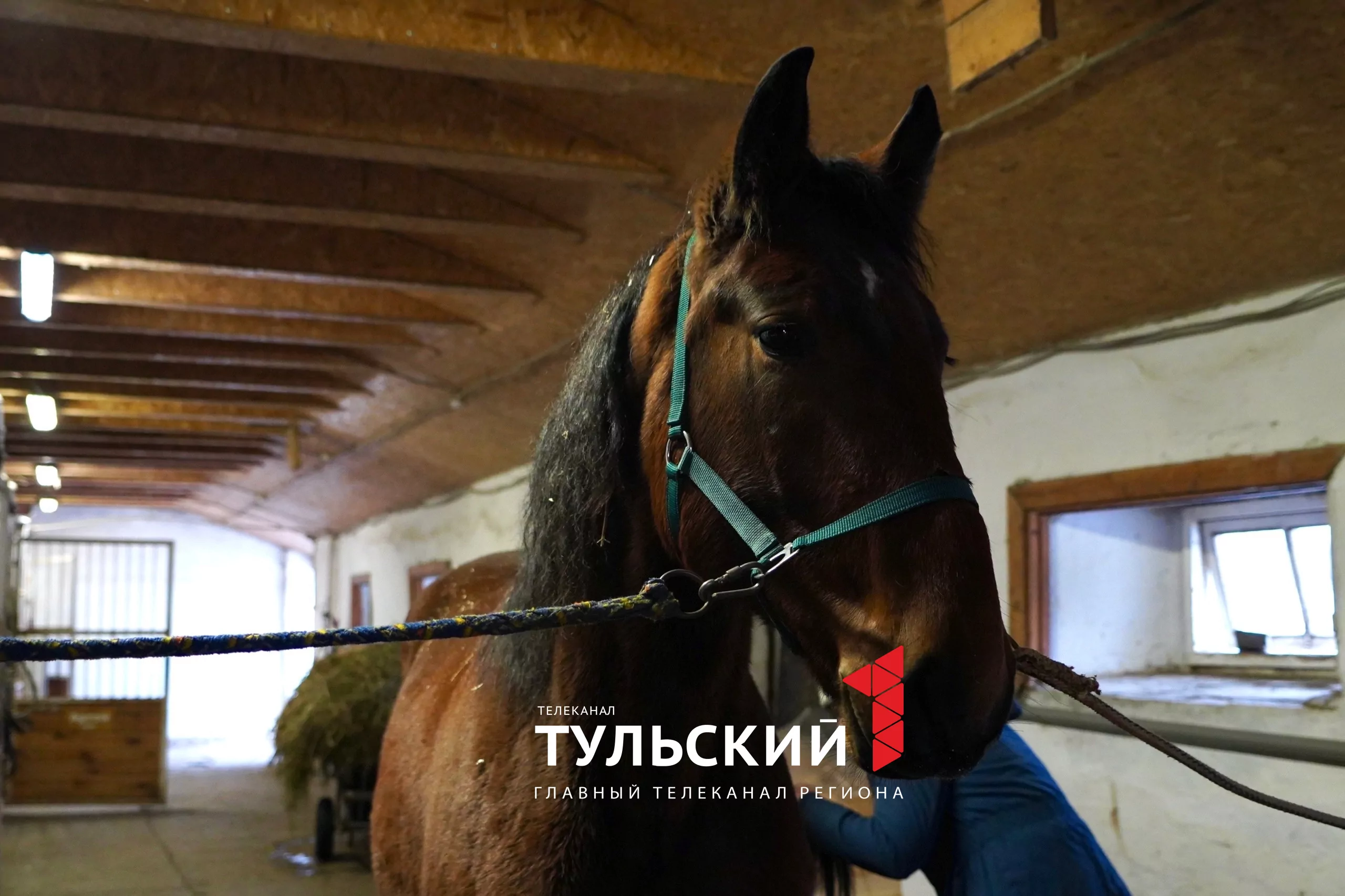 Сотрудники музея-усадьбы «Ясная Поляна» рассказали, как сейчас живёт Кентавр